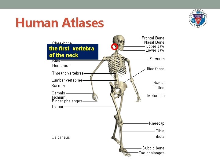 Human Atlases the first vertebra of the neck 