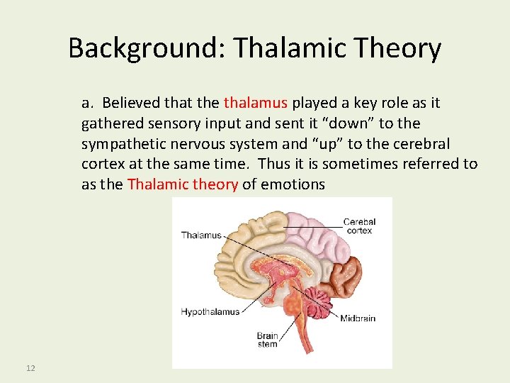 Background: Thalamic Theory a. Believed that the thalamus played a key role as it