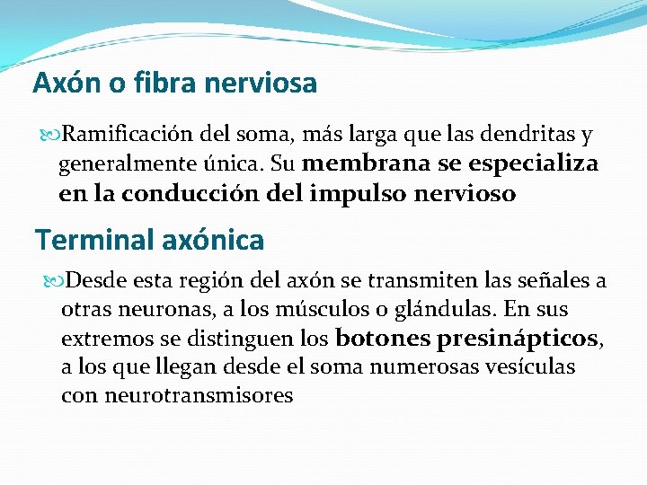 Axón o fibra nerviosa Ramificación del soma, más larga que las dendritas y generalmente