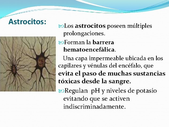 Astrocitos: Los astrocitos poseen múltiples prolongaciones. Forman la barrera hematoencefálica. Una capa impermeable ubicada