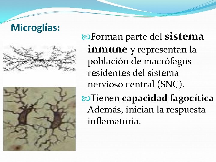 Microglías: Forman parte del sistema inmune y representan la población de macrófagos residentes del