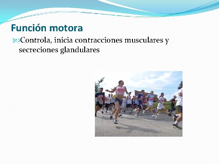 Función motora Controla, inicia contracciones musculares y secreciones glandulares 