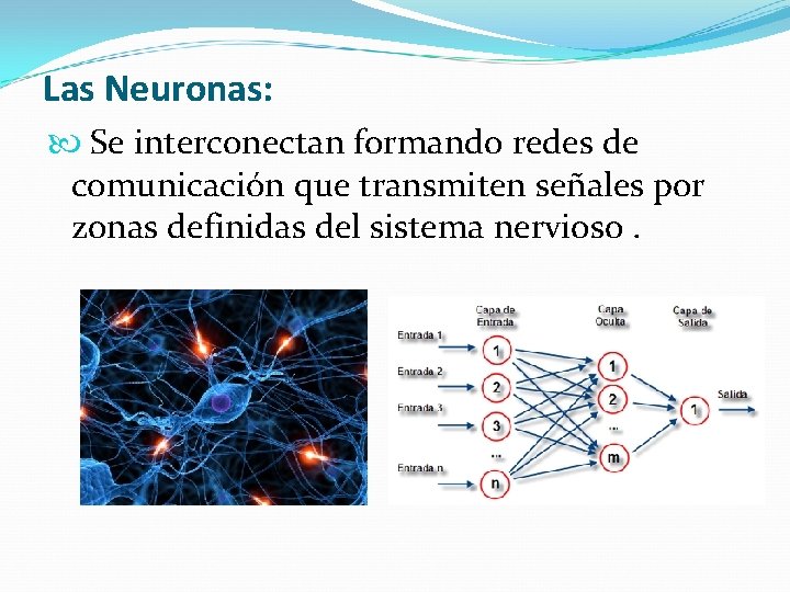 Las Neuronas: Se interconectan formando redes de comunicación que transmiten señales por zonas definidas