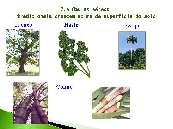 2. a-Caules aéreos: tradicionais crescem acima da superfície do solo: Tronco Haste Estipe Colmo