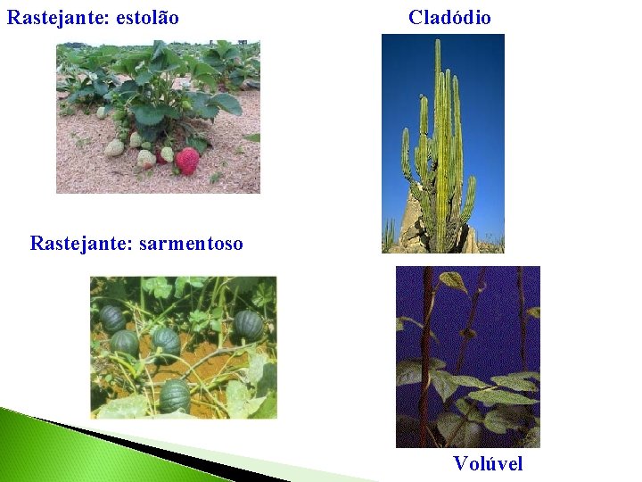 Rastejante: estolão Cladódio Rastejante: sarmentoso Volúvel 