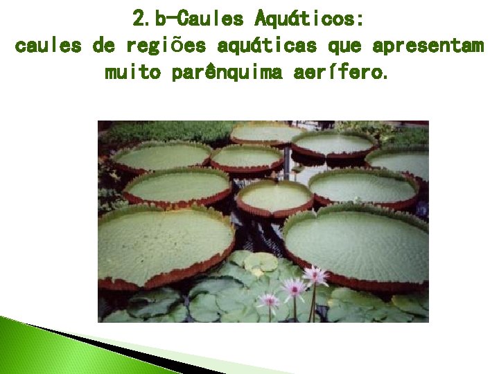 2. b-Caules Aquáticos: caules de regiões aquáticas que apresentam muito parênquima aerífero. 