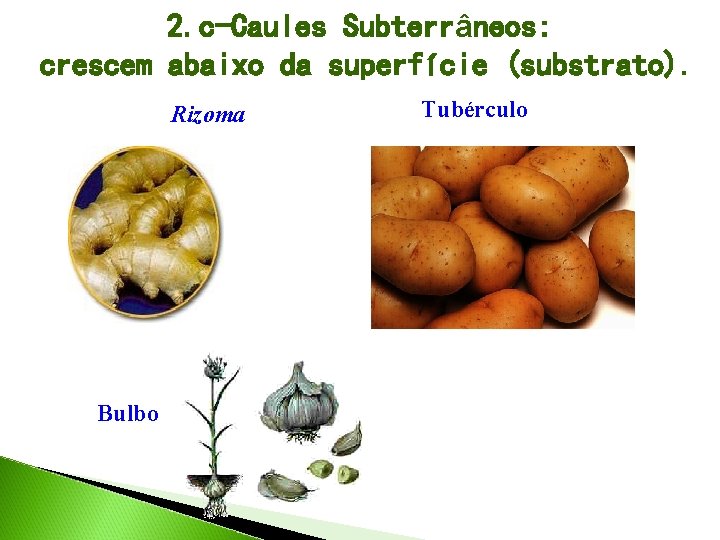 2. c-Caules Subterrâneos: crescem abaixo da superfície (substrato). Rizoma Bulbo Tubérculo 