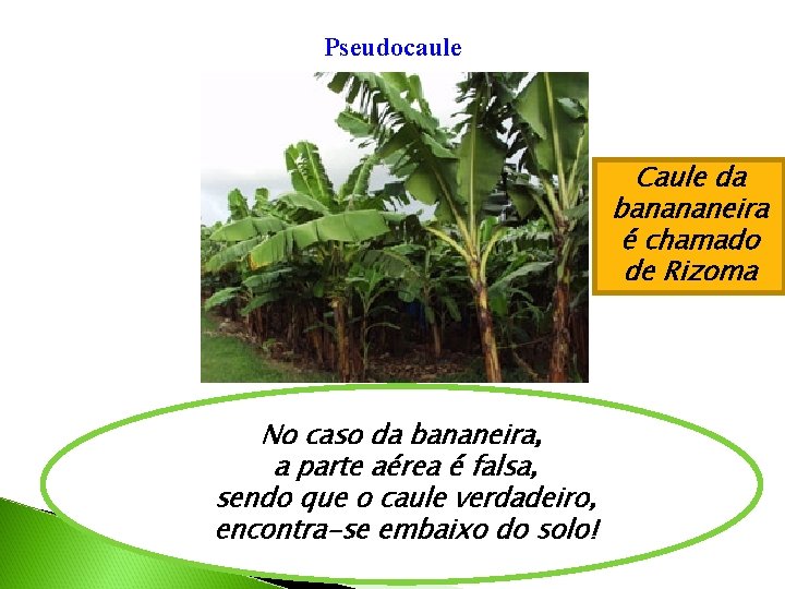 Pseudocaule Caule da banananeira é chamado de Rizoma No caso da bananeira, a parte