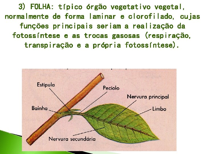 3) FOLHA: típico órgão vegetativo vegetal, normalmente de forma laminar e clorofilado, cujas funções