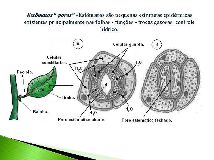Estômatos “ poros” -Estômatos são pequenas estruturas epidérmicas existentes principalmente nas folhas - funções