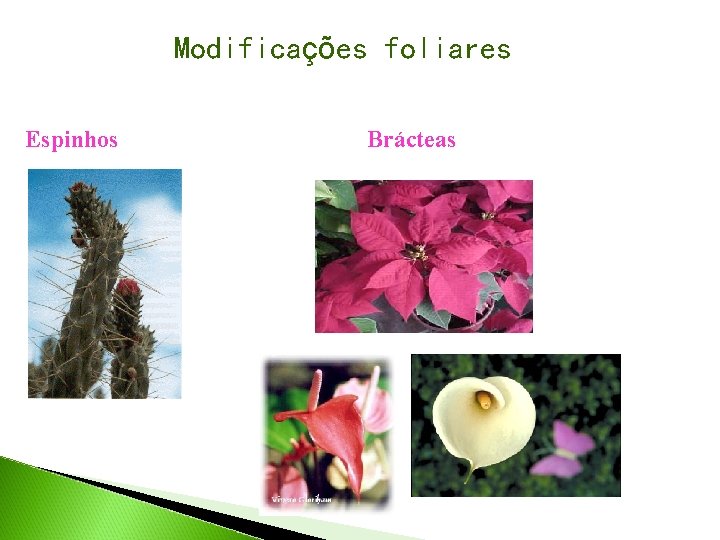 Modificações foliares Espinhos Brácteas 