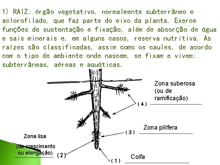 1) RAIZ: órgão vegetativo, normalmente subterrâneo e aclorofilado, que faz parte do eixo da