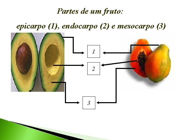 Partes de um fruto: epicarpo (1), endocarpo (2) e mesocarpo (3) 1 2 3