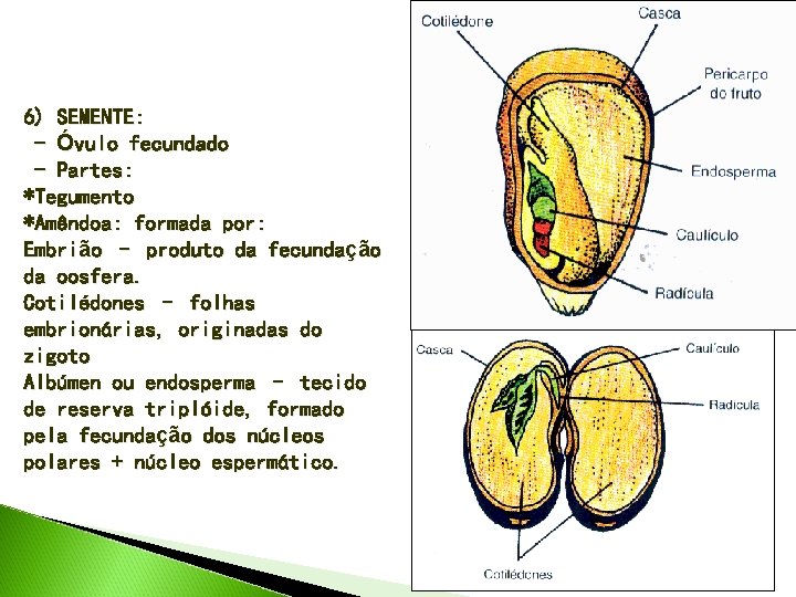 6) SEMENTE: - Óvulo fecundado - Partes: *Tegumento *Amêndoa: formada por: Embrião – produto