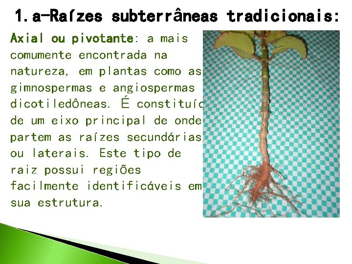 1. a-Raízes subterrâneas tradicionais: Axial ou pivotante: a mais comumente encontrada na natureza, em