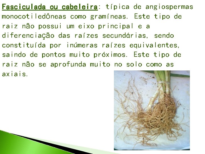 Fasciculada ou cabeleira: típica de angiospermas monocotiledôneas como gramíneas. Este tipo de raiz não