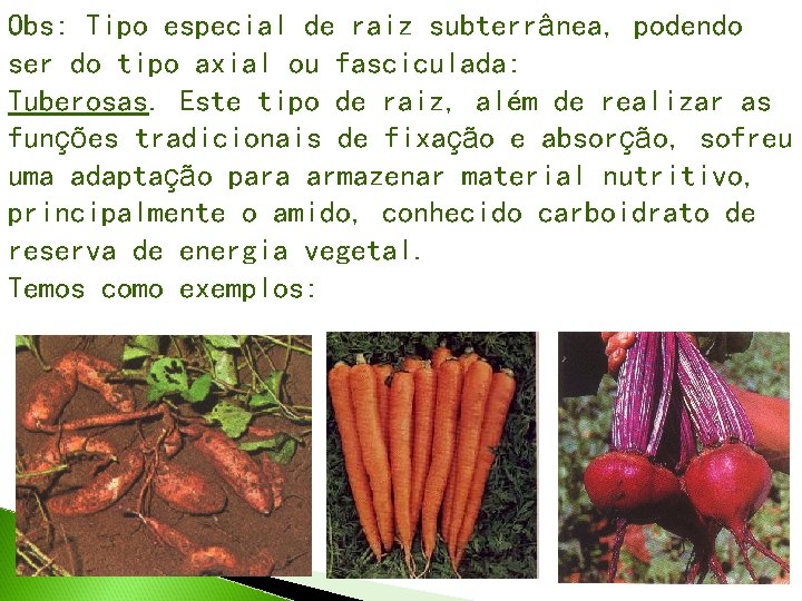 Obs: Tipo especial de raiz subterrânea, podendo ser do tipo axial ou fasciculada: Tuberosas.