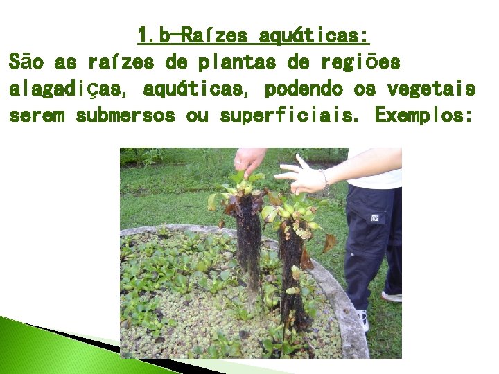 1. b-Raízes aquáticas: São as raízes de plantas de regiões alagadiças, aquáticas, podendo os