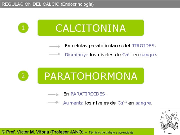 REGULACIÓN DEL CALCIO (Endocrinología) 1 CALCITONINA En células parafoliculares del TIROIDES. Disminuye los niveles