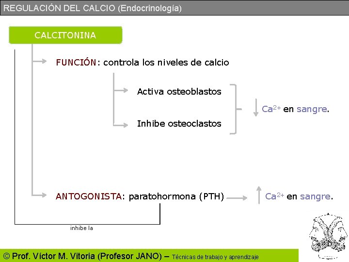 REGULACIÓN DEL CALCIO (Endocrinología) CALCITONINA FUNCIÓN: controla los niveles de calcio Activa osteoblastos Ca