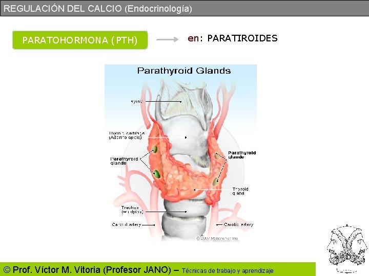 REGULACIÓN DEL CALCIO (Endocrinología) PARATOHORMONA (PTH) en: PARATIROIDES © Prof. Víctor M. Vitoria (Profesor