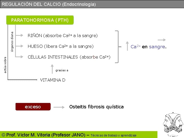 REGULACIÓN DEL CALCIO (Endocrinología) actúa sobre órganos diana PARATOHORMONA (PTH) RIÑÓN (absorbe Ca 2+