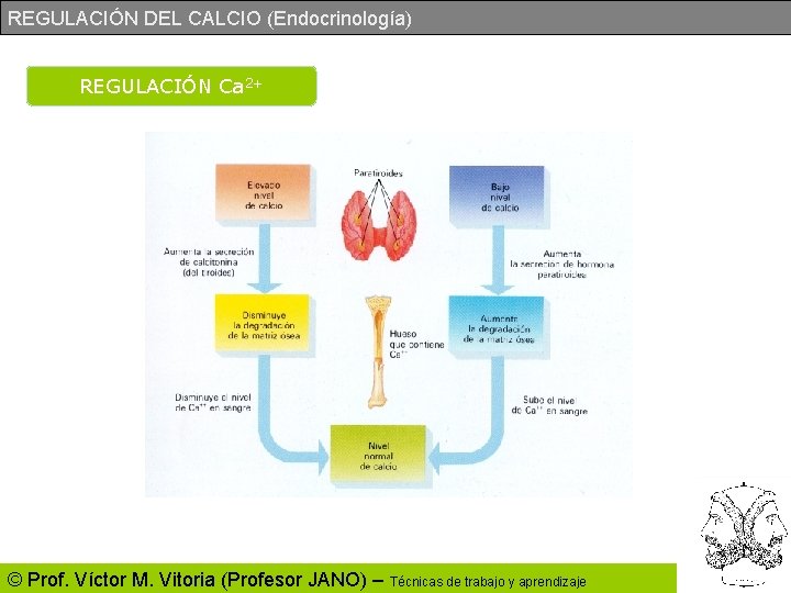 REGULACIÓN DEL CALCIO (Endocrinología) REGULACIÓN Ca 2+ © Prof. Víctor M. Vitoria (Profesor JANO)