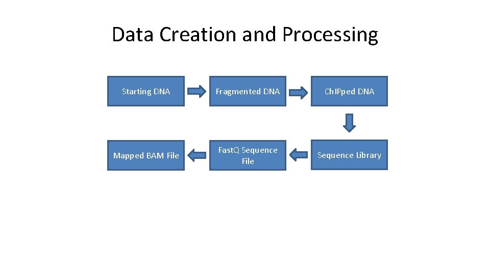 Data Creation and Processing Starting DNA Fragmented DNA Ch. IPped DNA Mapped BAM File