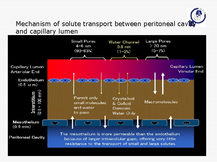 Mechanism of solute transport between peritoneal cavity and capillary lumen Mar 5 th, 2007