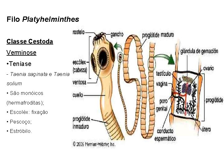 Platyhelminthes classe cestoda