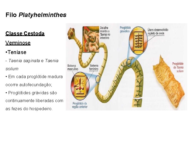 Platyhelminthes classe cestoda - Bélférgesség tünetei és kezelése a gyerekeknél