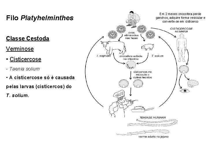Filo Platyhelminthes Classe Cestoda Verminose • Cisticercose - Taenia solium • A cisticercose só