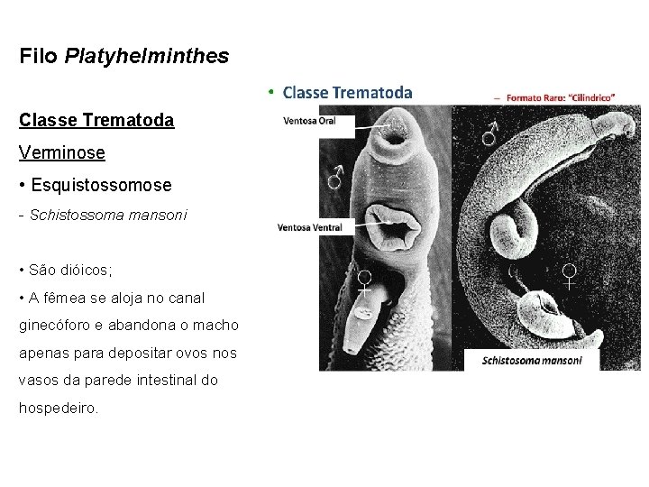 Filo Platyhelminthes Classe Trematoda Verminose • Esquistossomose - Schistossoma mansoni • São dióicos; •