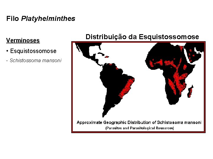 Filo Platyhelminthes Verminoses • Esquistossomose - Schistossoma mansoni Distribuição da Esquistossomose 