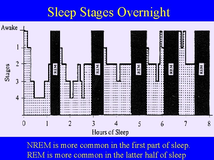 Sleep Stages Overnight NREM is more common in the first part of sleep. REM