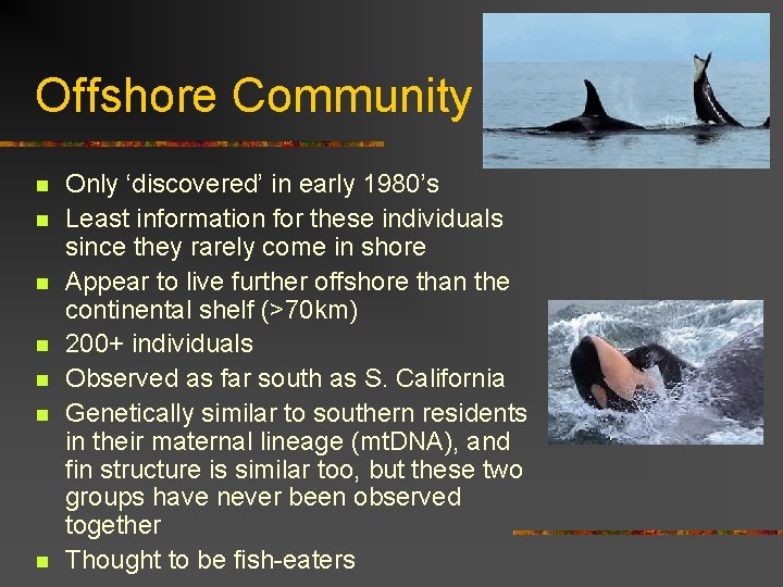 Offshore Community n n n n Only ‘discovered’ in early 1980’s Least information for