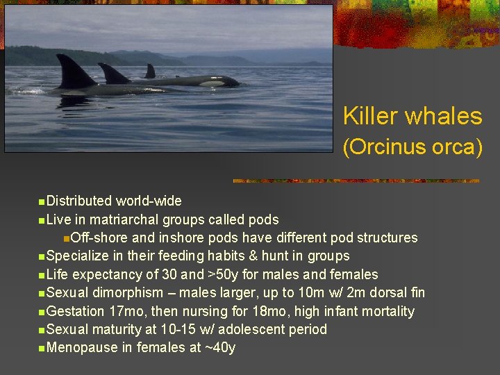 Killer whales (Orcinus orca) n. Distributed world-wide n. Live in matriarchal groups called pods