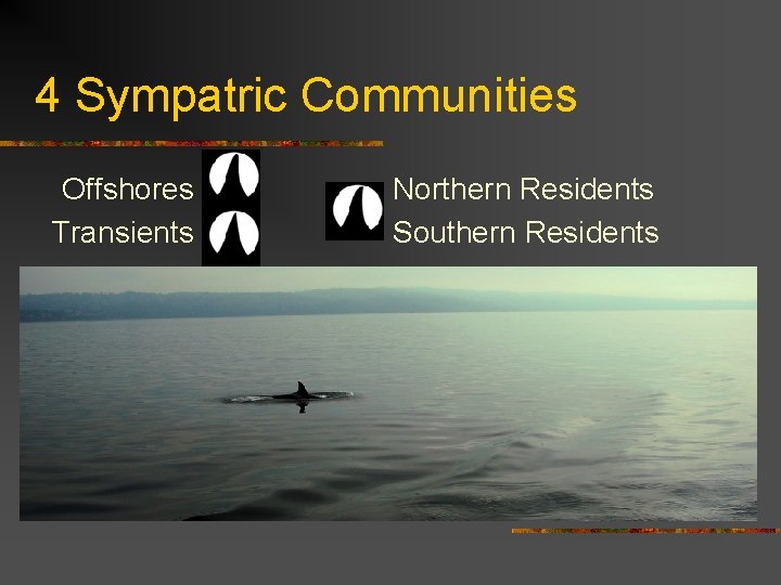 4 Sympatric Communities Offshores Transients Northern Residents Southern Residents 
