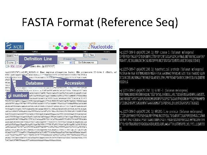 FASTA Format (Reference Seq) 