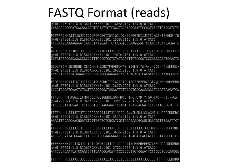 FASTQ Format (reads) 