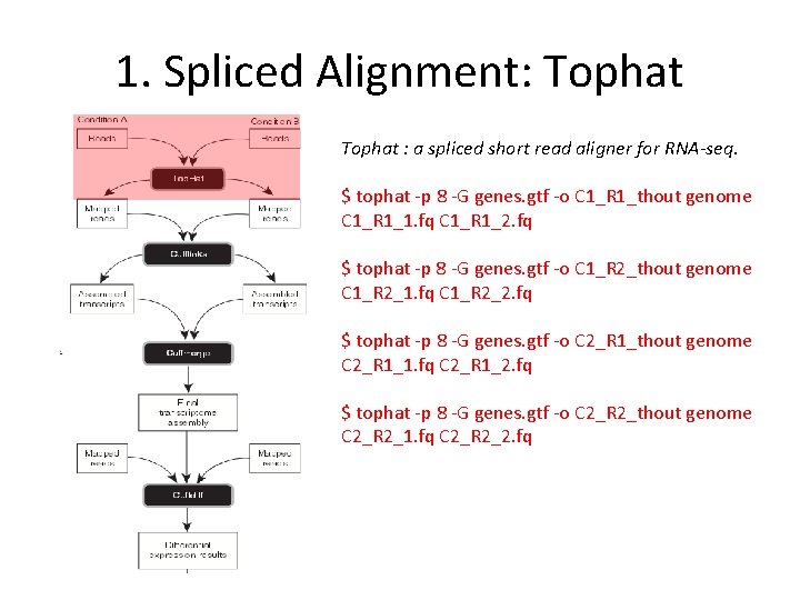 1. Spliced Alignment: Tophat : a spliced short read aligner for RNA-seq. $ tophat 1. Spliced Alignment: Tophat : a spliced short read aligner for RNA-seq. $ tophat