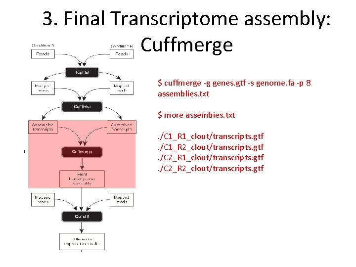 3. Final Transcriptome assembly: Cuffmerge $ cuffmerge ‐g genes. gtf ‐s genome. fa ‐p