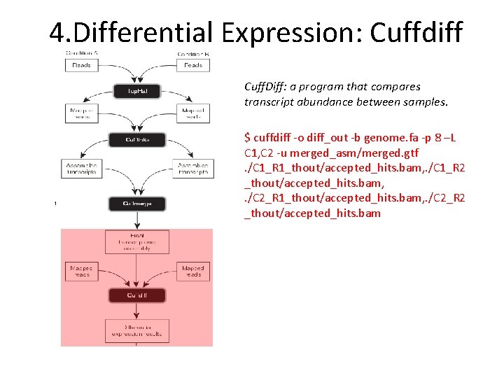 4. Differential Expression: Cuffdiff Cuff. Diff: a program that compares transcript abundance between samples.