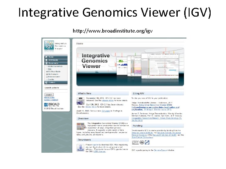 Integrative Genomics Viewer (IGV) http: //www. broadinstitute. org/igv 