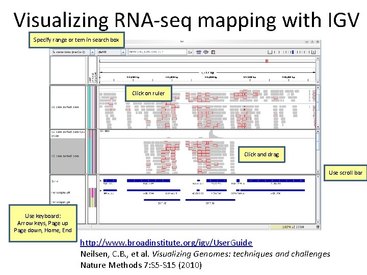 Visualizing RNA‐seq mapping with IGV Specify range or tem in search box Click on