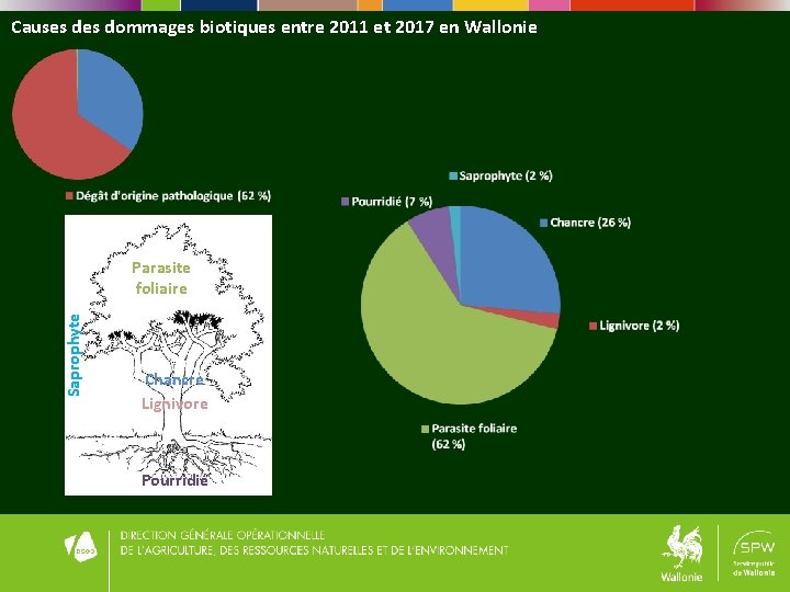 Causes dommages biotiques entre 2011 et 2017 en Wallonie Saprophyte Parasite foliaire Chancre Lignivore Causes dommages biotiques entre 2011 et 2017 en Wallonie Saprophyte Parasite foliaire Chancre Lignivore