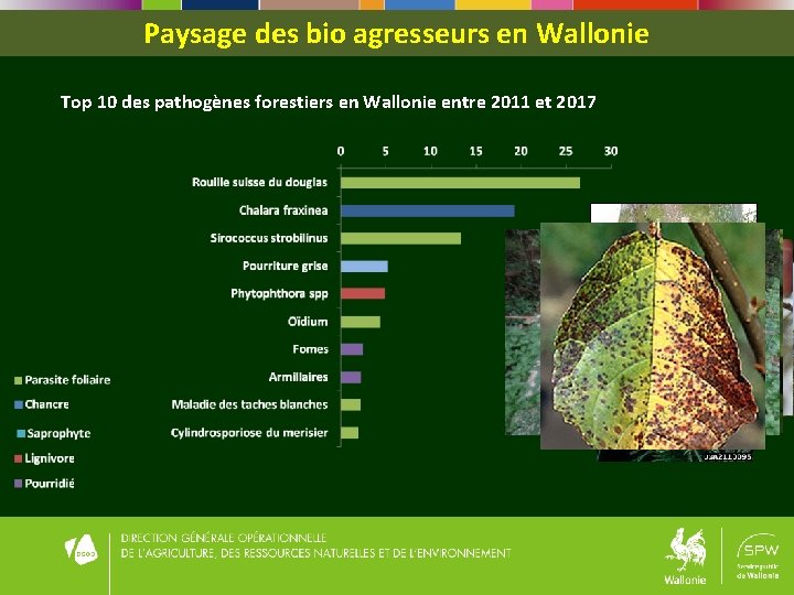 Paysage des bio agresseurs en Wallonie Top 10 des pathogènes forestiers en Wallonie entre