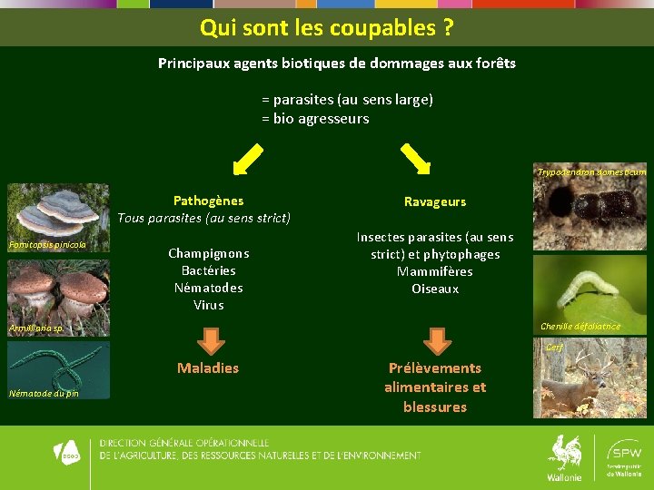 Qui sont les coupables ? Principaux agents biotiques de dommages aux forêts = parasites