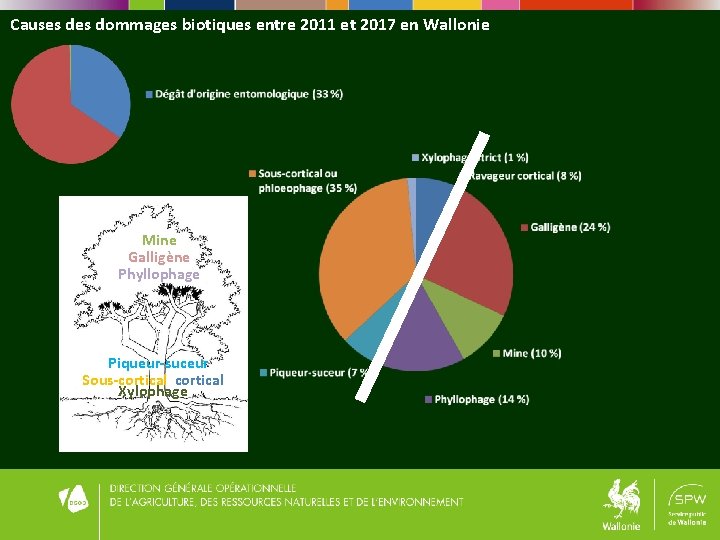 Causes dommages biotiques entre 2011 et 2017 en Wallonie Mine Galligène Phyllophage Piqueur-suceur Sous-cortical Causes dommages biotiques entre 2011 et 2017 en Wallonie Mine Galligène Phyllophage Piqueur-suceur Sous-cortical