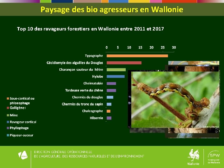 Paysage des bio agresseurs en Wallonie Top 10 des ravageurs forestiers en Wallonie entre Paysage des bio agresseurs en Wallonie Top 10 des ravageurs forestiers en Wallonie entre